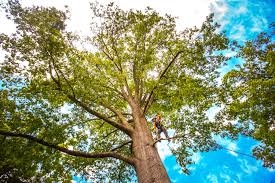 Best Seasonal Cleanup (Spring/Fall)  in Cross Plains, WI